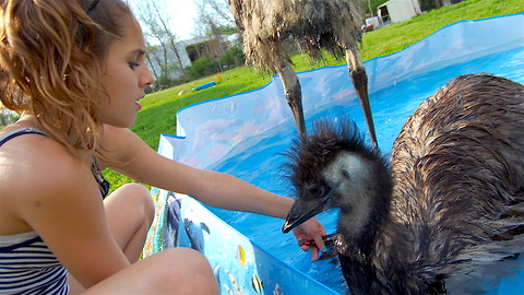 Playful Emus Make The Perfect Family Pets: CUTE AS FLUFF