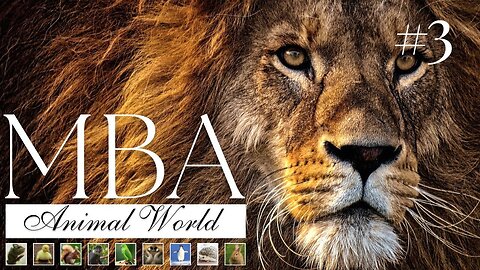 Mega Beautiful Animals #3 Lions