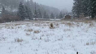 Kangal Puppy Excited About First Snow