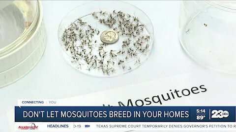 Don't let mosquitoes breed in your home