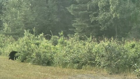 Black bear cubs in the road