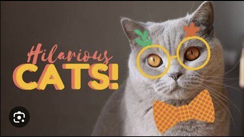 Cat funny Video for kids