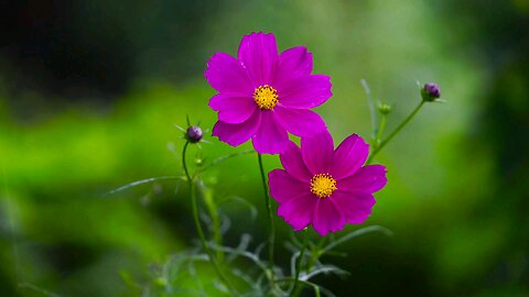 Cosmos bipinnatus flowers
