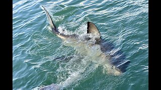 Man Hooks Tuna, Fatal Shark Attack Follows