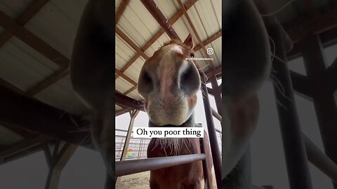 Spoiled horse! He gets whatever he wants! # #shortvideo #farmanimals #shorts #horse #humor