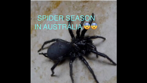 Spider season in Australia