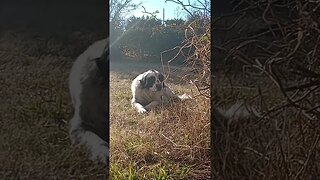 A WHITE AND BLACK DOG IN A YARD (12/03/23)