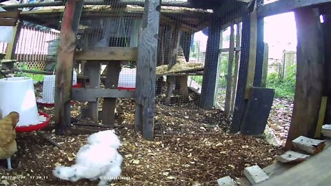 Betty Sue enters Silkie sector while Snow White scratches around