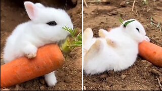 Cute Rabbits 🥕🐇