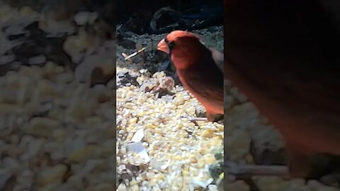 Cardinal 🐦showing off 👀for you #cute #funny #animal #nature #wildlife #trailcam #farm #homestead