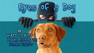 10 ways to prevent pet theft