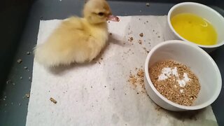 Muscovy Duckling, Spent a lot longer Eating and Drinking this time. ( Video 6 )