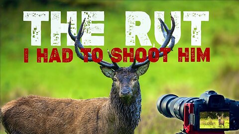 Photographing the Native Irish Red Deer Rut Killarney National Park 4K