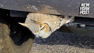 Wildlife officers rescue owl stuck in truck grille