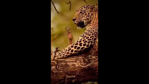 Leopard Sightings