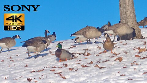 SONY 4K HDR Nature Video (iPhone Version)- Winter Playful Geese & Ducks Frolicking iIn The Sun - Lighten Your Mood Today