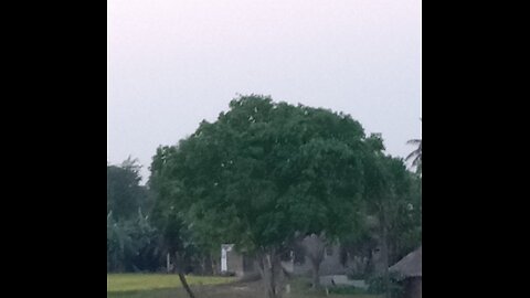 Green peepal tree.