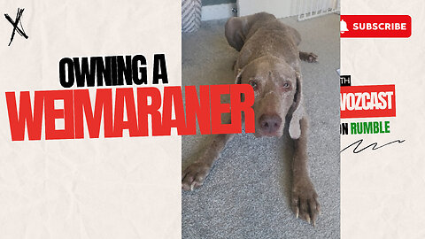 Owning a Weimaraner for over 12 years.