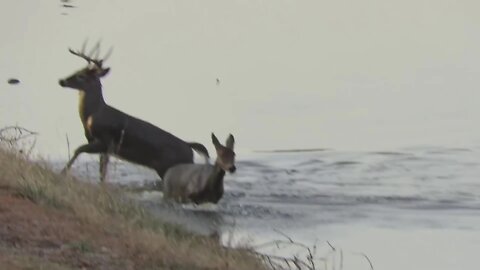 EPIC Wildlife nature documentary short, Illinois BUCK, DOE & COYOTES