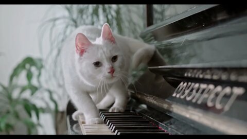 Cat Playing Piano