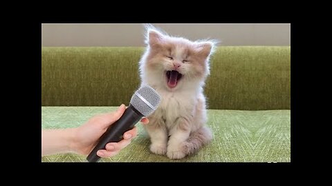 # shorts cat meme & kitten ( tik tok video)-funny cat meow baby cute compliation {cat cash home