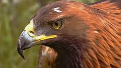 Eagle Hard Attack Animal Life Survival Wild Animals