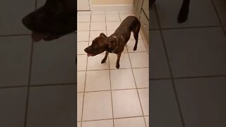 Dog getting ready to take a bath