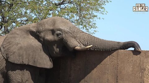 Elephants At A Water-point In Kruger National Park