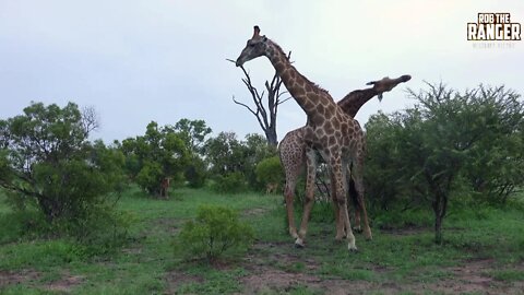 Caught On Film: South African Giraffe Bulls "Necking"