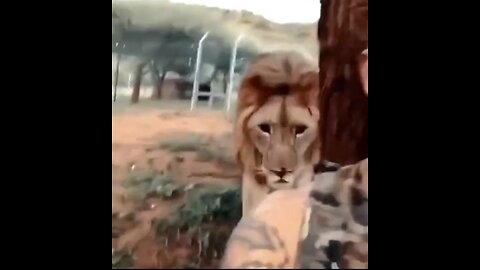 Lion Aatck Man most dangerous 😳