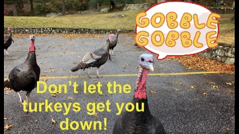 Don't Let the Turkeys Get You Down