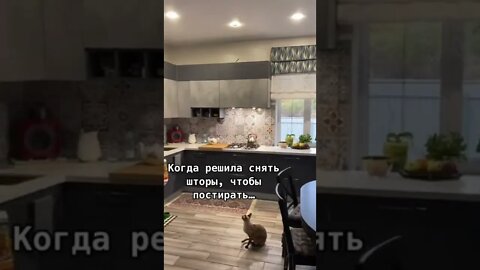 #shorts Смешные Коты Из Тик Тока 273 Funny Cats From Tiktok