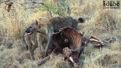Hyenas Feed And Fight On A Buffalo Carcass