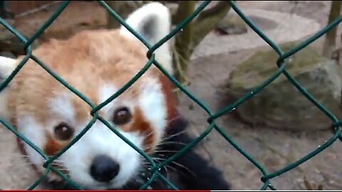 If I had a live feed I would just watch red pandas ALL day