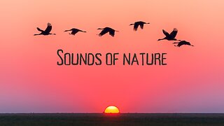 Sounds of Nature/ Soothing Sounds/Calm Music.