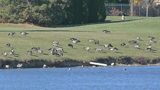 Ducks and Geese