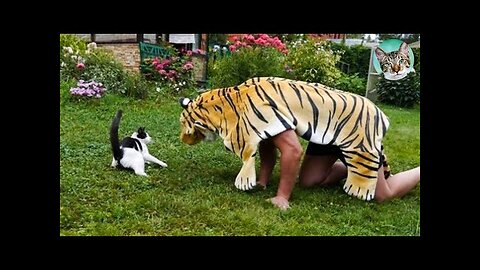 Prank Dog Funny fake Lion and Fake Tiger Prank To dog Huge Box Prank to dog