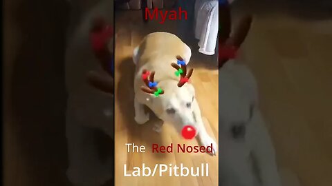 Myah The Red Nosed Lab/bull !! #dog #newfoundland #labradorretriever #pitbull