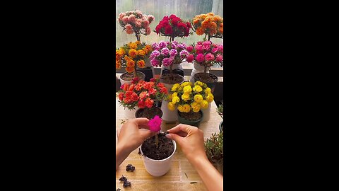 portulaca bonsai making