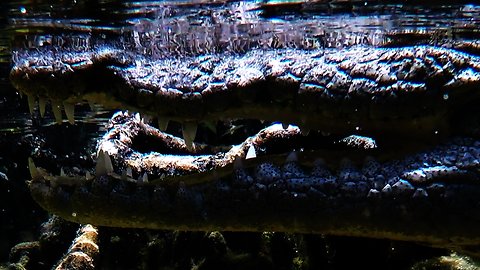 Wild crocodile bares menacing teeth at scuba diver who gets too close