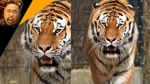 This tiger is super buff!