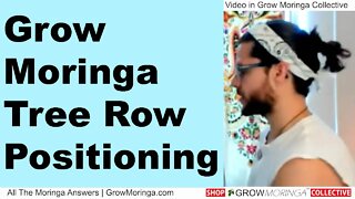 How To Grow Moringa Trees and Row Spacing + Positioning for Drumstick Orchard Farming Intensive Beds