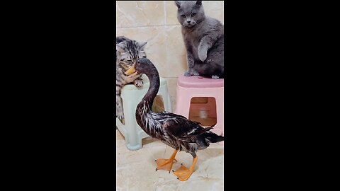 Cats vs Duck Fight #Cat #Duck