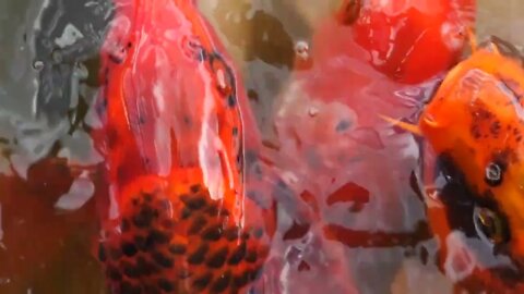 Orange Koi Fish Eating Food In A Japanese Pond