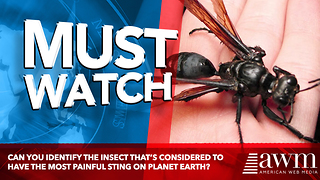 Can You Identify The Insect That’s Considered To Have The Most Painful Sting On Planet Earth?