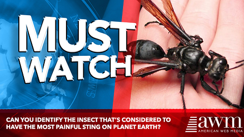 Can You Identify The Insect That’s Considered To Have The Most Painful Sting On Planet Earth?