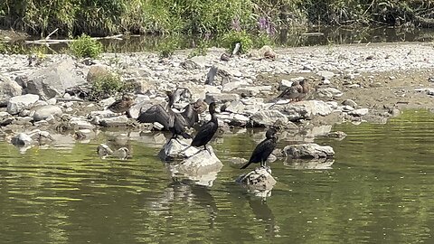 The Three Musketeers aka cormorants