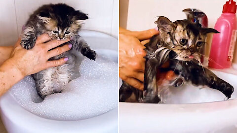 The Kitten Does Not Want To Take A Bath And Meows Loudly