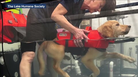 Lake Humane Society provides update on golden retriever puppy with fractured leg from alleged abuse