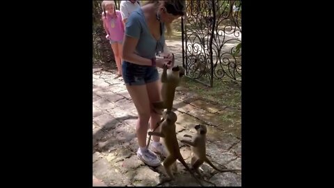 feeding monkeys